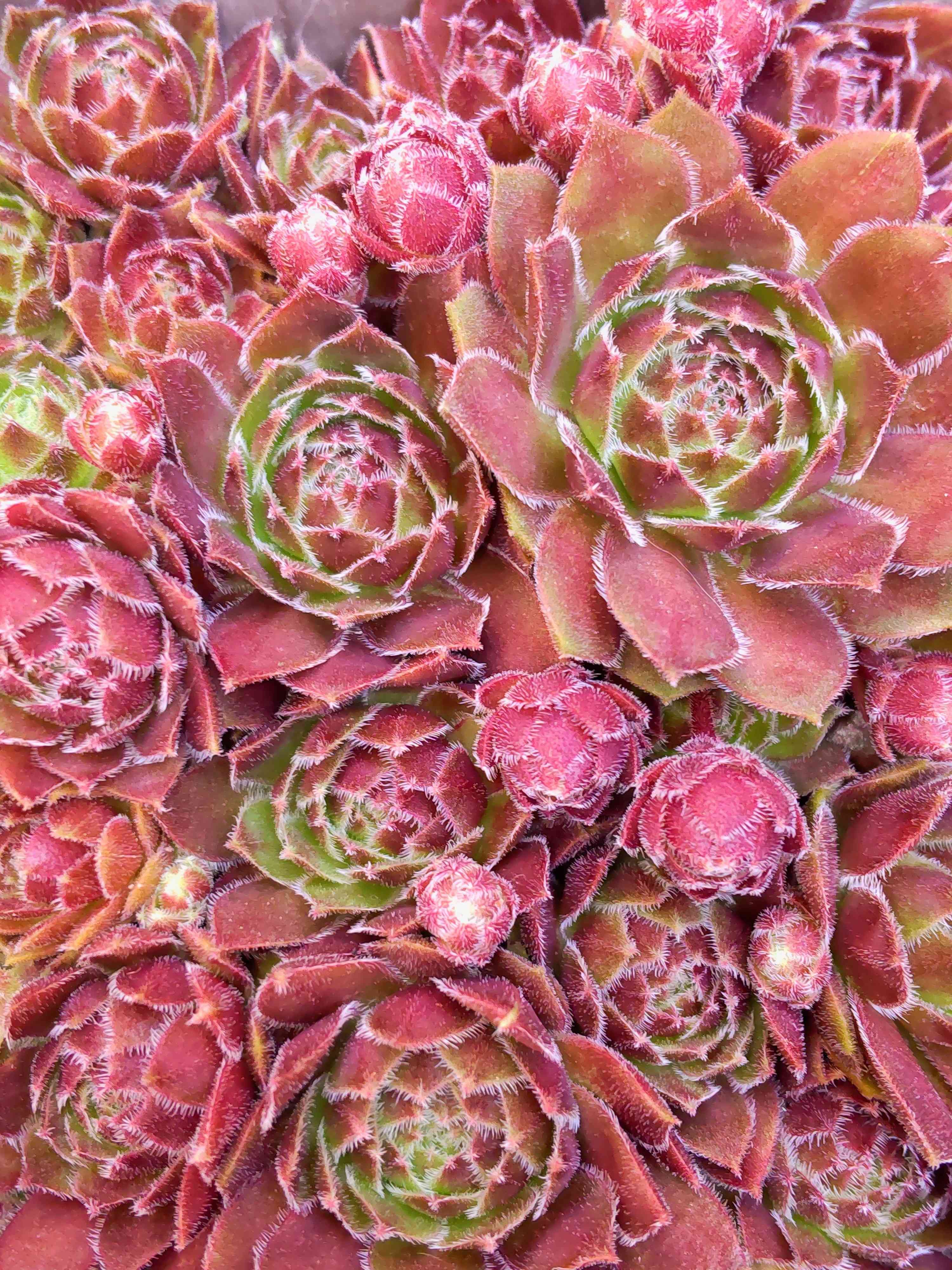 パシフィック レッドローズの一覧｜🍀GreenSnap（グリーンスナップ）