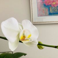 胡蝶蘭,かわいい,楽しみ〜,花のある暮らし,花いろいろの画像