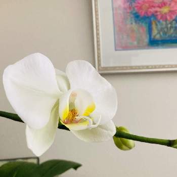 胡蝶蘭,胡蝶蘭が好き！,胡蝶蘭　マザーチークの画像