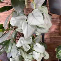 スキンダプサス・オルモストシルバー,観葉植物,つる性植物,観賞用,わが家の観葉植物❢の画像