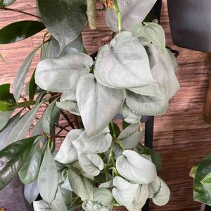 スキンダプサス・オルモストシルバー,観葉植物,つる性植物,観賞用,わが家の観葉植物❢の画像