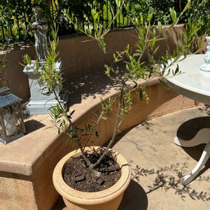 オリーブ  コロネイキ,テラコッタ鉢,オリーブ好き,聖フランシスコ,小さな庭の画像