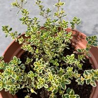 ゴールデンレモンタイム,ハーブ大好き,ハーブ活用,緑に癒される,ハーブの画像