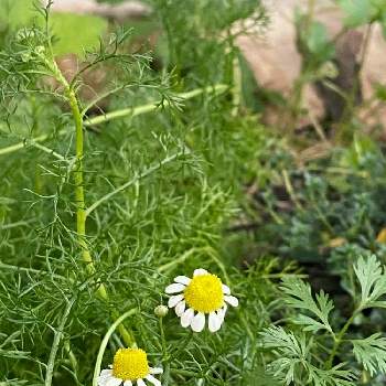 カモミール,ジャーマンカモミール,アメリカ テキサス,家庭菜園,おうちde菜園の画像