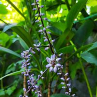 ドラセナ,観葉植物,ドラセナ属,熱帯植物,放置栽培の画像