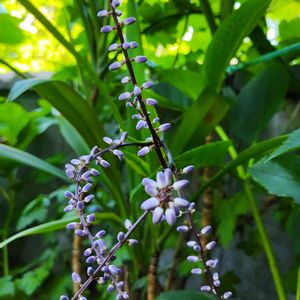 ドラセナ,観葉植物,ドラセナ属,熱帯植物,放置栽培の画像