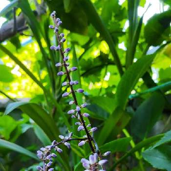 ドラセナ,観葉植物,ドラセナ属,熱帯植物,放置栽培の画像
