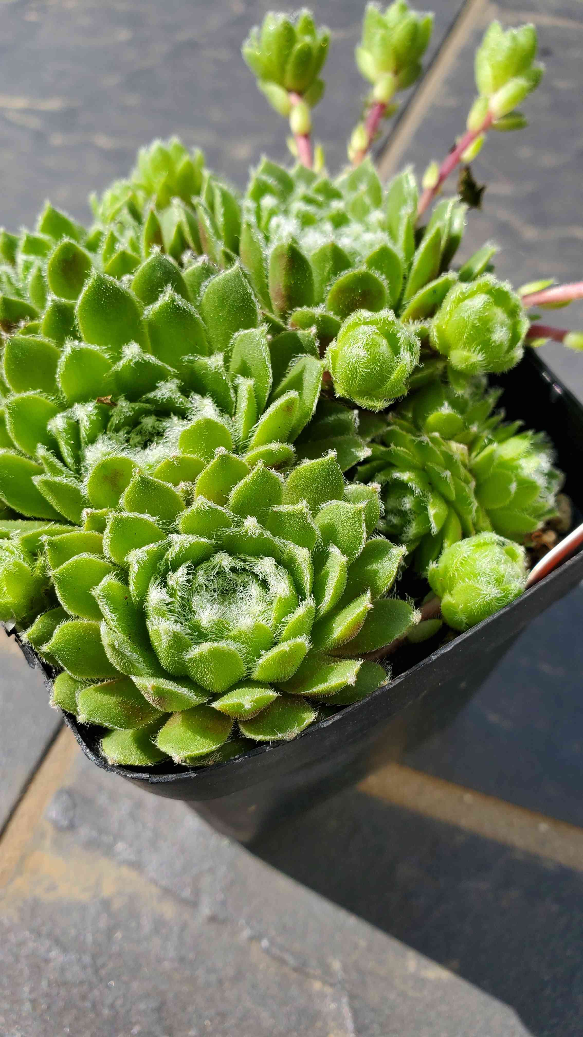 センペルビウム・バロネッセの一覧｜🍀GreenSnap（グリーンスナップ）