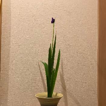 アロマティカス,いい匂い♥の画像