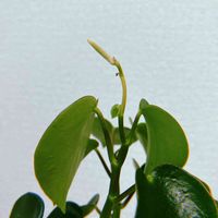 ペペロミア,ペペロミアジェイド,観葉植物,花芽,成長記録の画像