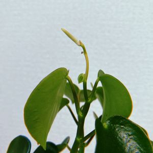 ペペロミア,ペペロミアジェイド,観葉植物,花芽,成長記録の画像