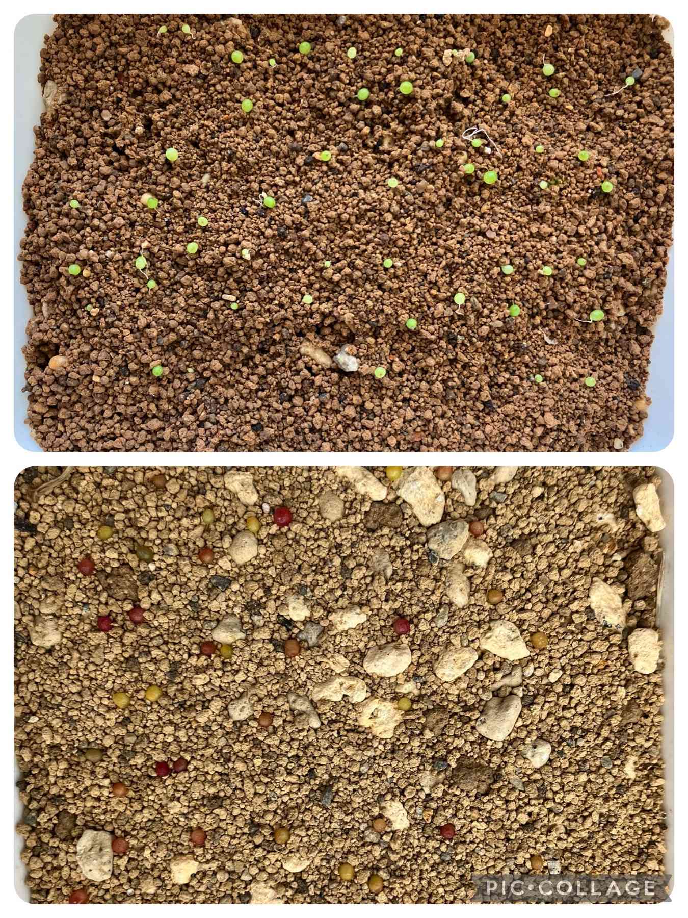 ウリエル実生　子株　ラスト　確認写真 1684408428520_27256_photo.jpg