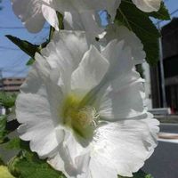 タチアオイの画像