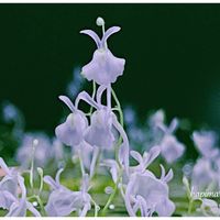 Utricularia sandersonii,ウトリクラリア・サンダーソニー,ウサギゴケ,花芽,食虫植物 ミミカキグサの画像