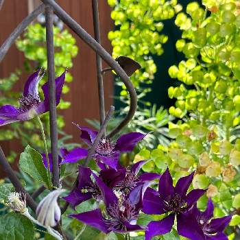 クレマチス,紫の花,花のある暮らし,クレマチス♬,青い花マニアの画像