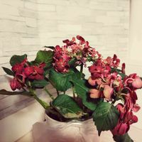 アジサイ,カーリーウーリー（紫陽花）,紫陽花 アジサイ あじさい,紫陽花大好き,半額セールの画像