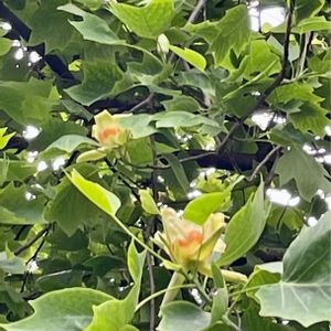 ユリノキ,ユリノキの花,北アメリカ原産,植栽,木の花の画像