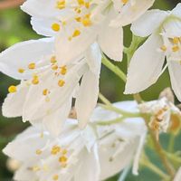 ウツギ,庭木,山野草,花木,樹木の画像