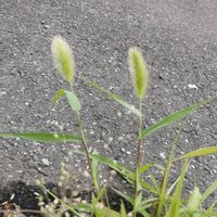 エノコログサの画像