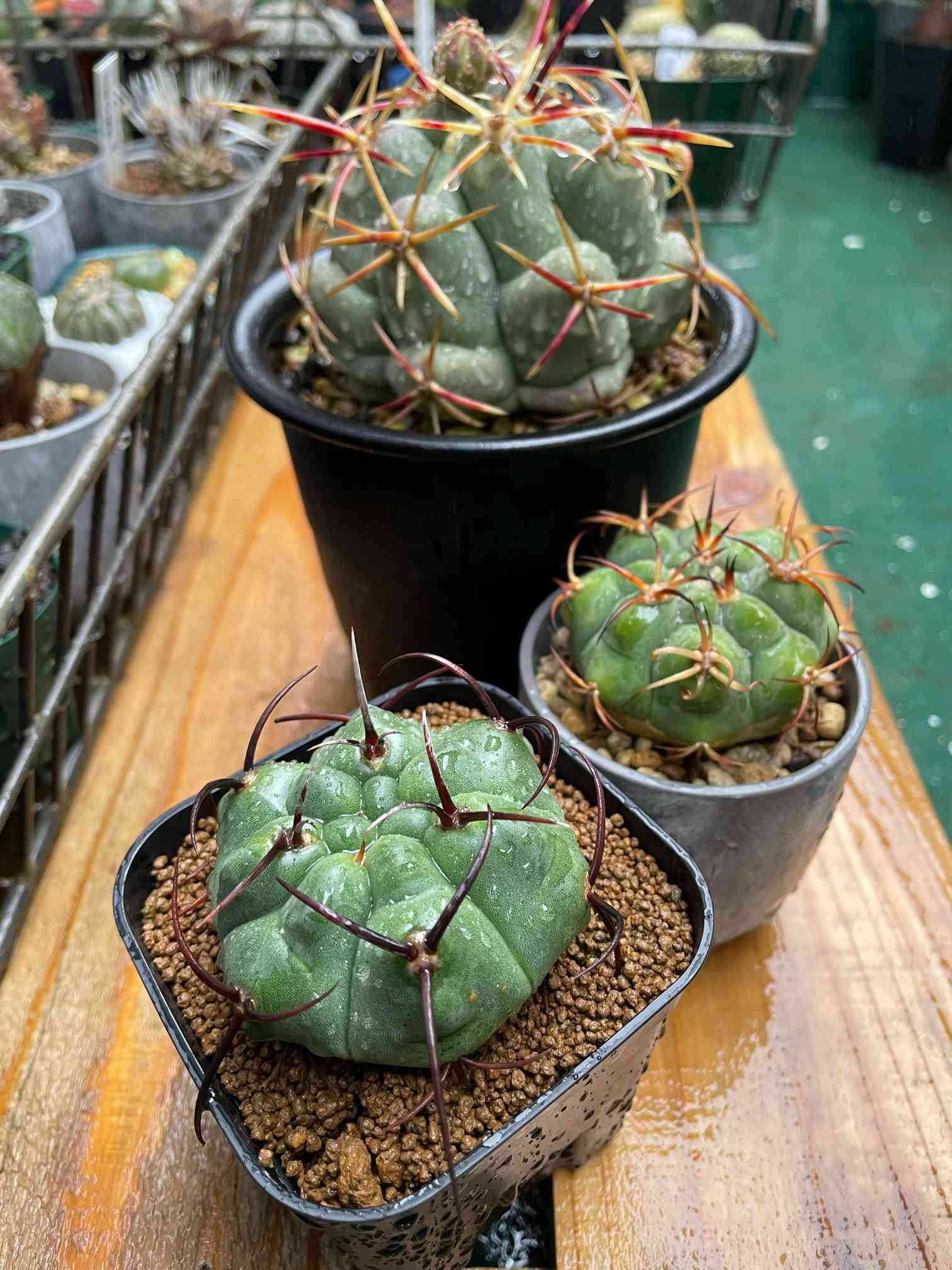 紅蛇丸の一覧｜🍀GreenSnap（グリーンスナップ）