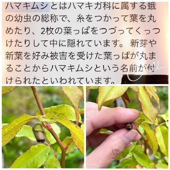 黄モッコウバラ,GSのつながりに感謝,害虫駆除,❤️いいね、ありがとう,チームむつの画像