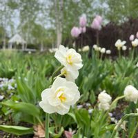 スイセン,春のお花,花と緑のある暮らし,銀河庭園,季節の花の画像