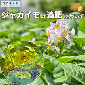 植物のある暮らし,肥料,ジャガイモ栽培,プランター栽培,ベランダ菜園の画像