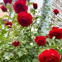 トゥルーブルーム　レッドキャプテン,庭の花,花のある暮らし,赤いバラ,庭の片隅の画像