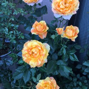 ミニバラ コルダナ,バラ 鉢植え,京成バラ園からお迎え,金曜ローズショー,バルコニー/ベランダの画像