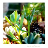 多肉植物いろいろ,万宝,今日も今日とて‪ෆ  ̖́-‬,キラキラ✨,花の写真の画像