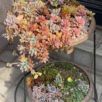 多肉ちゃんいろいろ,紅葉する多肉,花が咲いた,ポイポイ鉢,これからもよろしくお願いします！の画像