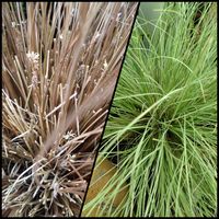 カレックスの花,カレックスの穂,カレックス,ドライガーデン,カラーリーフの画像