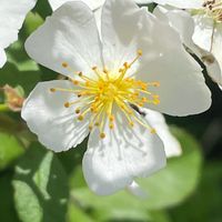 ノイバラ,山野草,花木,樹木,バラ科の画像