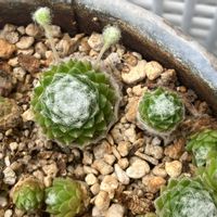 巻絹,多肉植物,成長記録,センペルビウム属,メルカリの画像