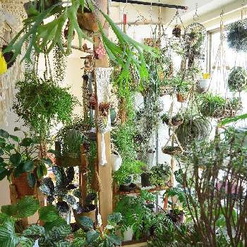 多肉植物,エアプランツ チランジア,チランジア【エアプランツ】,観葉植物,クラッスラ属の画像