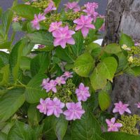 ガクアジサイの画像