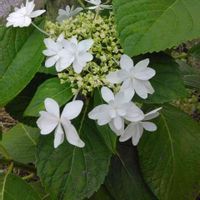 ガクアジサイの画像