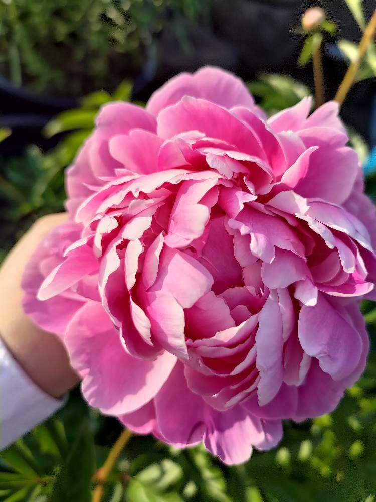 令和5年 芍薬2023 お庭からご紹介｜🍀GreenSnap（グリーンスナップ）