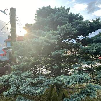 クリスマスツリー,シンボルツリー,ピセア プンゲンス モンゴメリー,Picea pungens Montgomery,HOUSEの画像