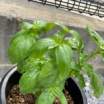 バジル,植物好きと繋がりたい,男前,小さな庭の画像