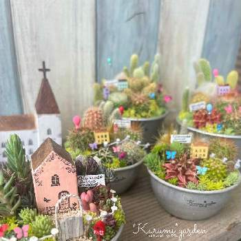 サボテン寄せ植え,箱庭 多肉植物,箱庭,多肉植物 寄せ植え,箱庭 サボテンの画像