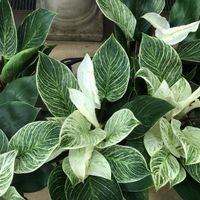 観葉植物,入荷情報♪,園芸店,フィロデンドロン属,トマト園芸の画像