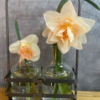八重咲き水仙,スイセン,八重咲き水仙！, 水仙,クリーム色の花の画像