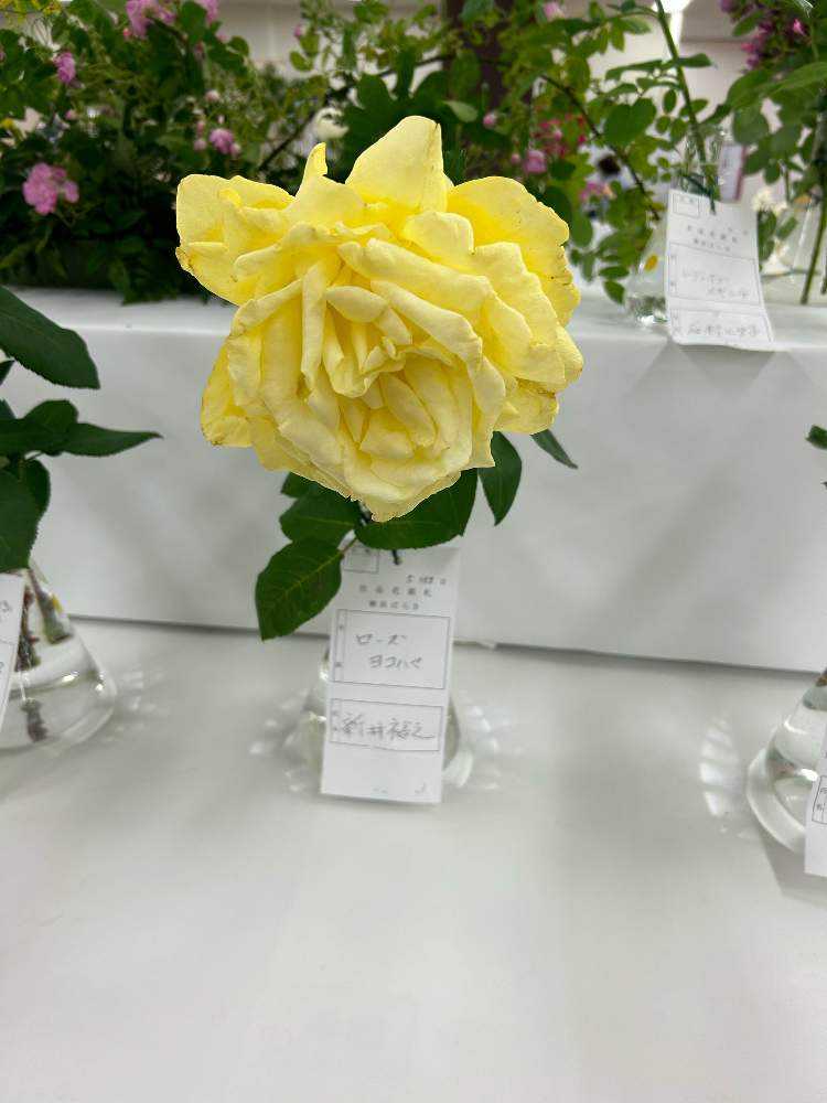 横浜高島屋で開催された横浜バラ展に行ってきました。｜🍀GreenSnap