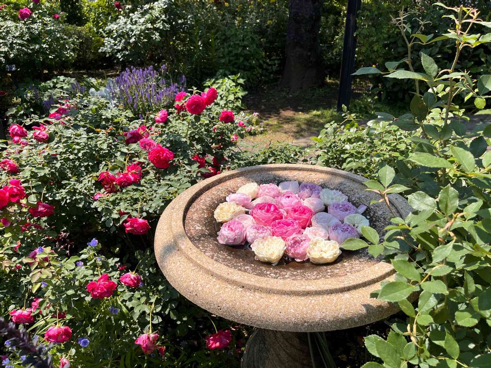 ピーナッツさんの港の見える丘公園への投稿