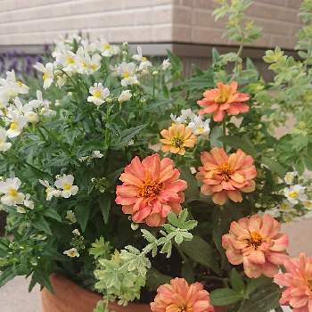 リメイク,寄せ植え,ネメシア☆,ジニア❁,鉢植えの画像