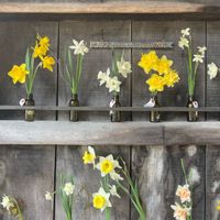 スイセン,花と緑のある暮らし,銀河庭園,季節の花,お花のある暮らしの画像