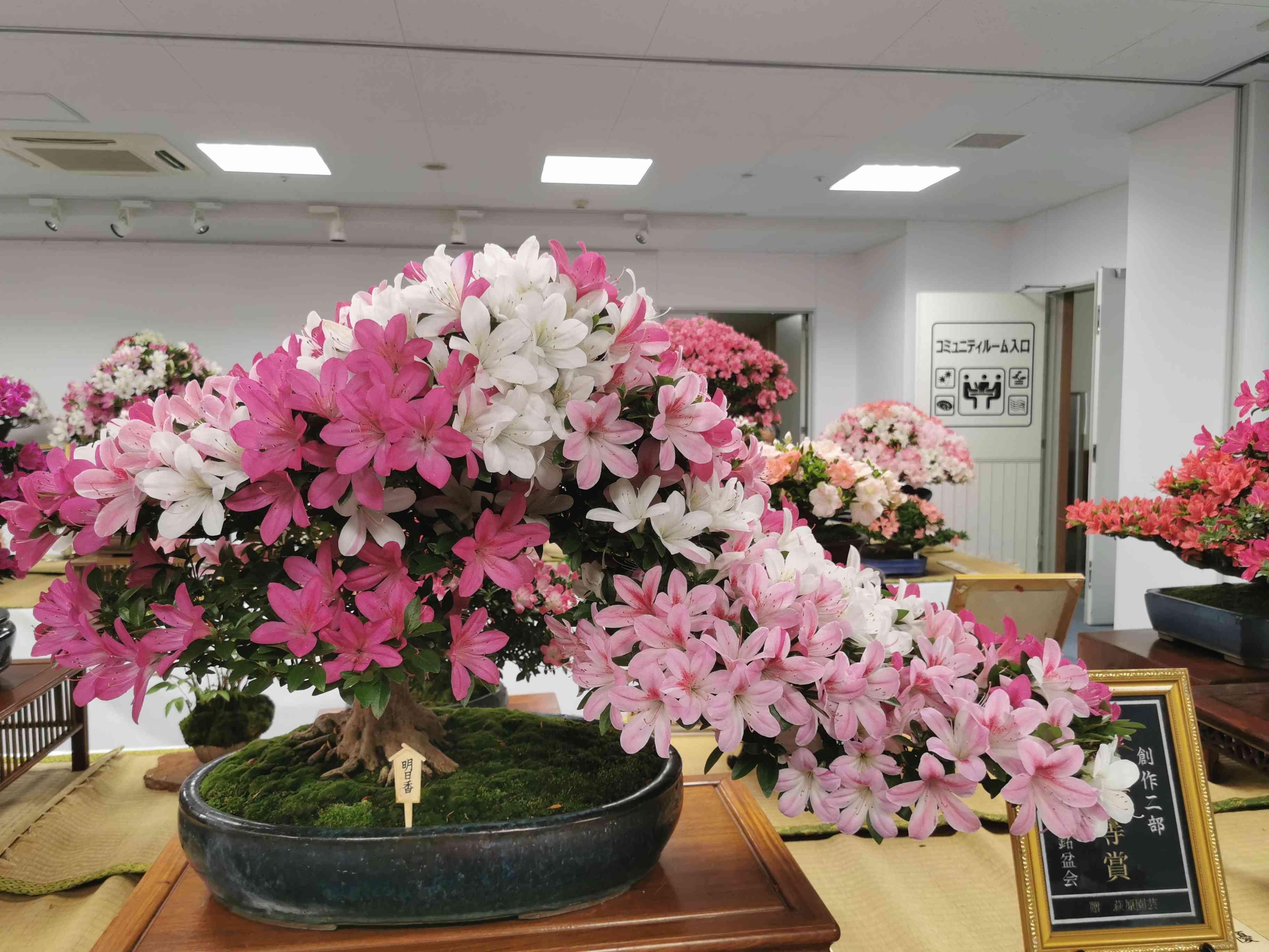 サツキ/大玉/良形株【現品発送】管理70742 楽天市場】送料無料【伊予路園】サツキ（早乙女）/貴風盆栽 : いよじ園