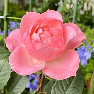 ミニ薔薇♡,綺麗〜❤️,癒しのひと時,花は癒やし♡,ミニバラ♡の画像