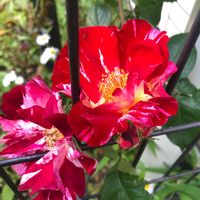 バラ   フォース・オブ・ジュライ,可愛い〜♡,花のある暮らし,ばら バラ 薔薇,平和を願う☆の画像
